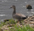 /album/my-local-birding-gallery/gadwall-on-the-calder-at-ossett-2-jpg/